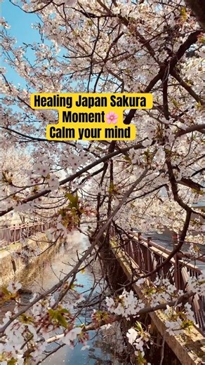 Quiet Spring in Japan 🌸 River Flow & Falling Petals #shorts