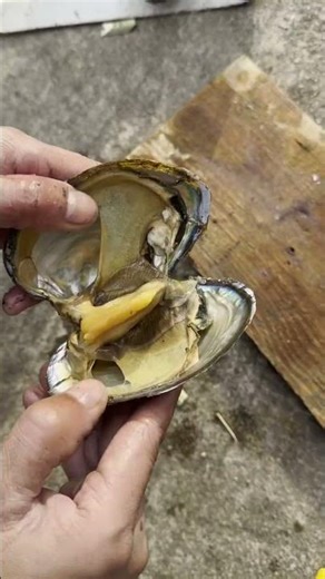 Live freshwater clam opening, a pearl emerges from the clam meat!