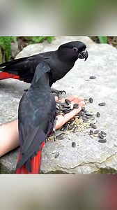 So so pretty red tailed black cockatoos ❤🖤 | Nature And Wildlife