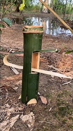 Simple bamboo trap technique #survival