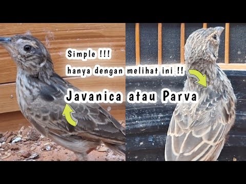 The Difference Between Branjangan Javanica and Branjangan Parva