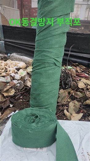 Persimmon tree freeze protection