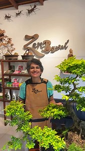 Tres tips para mejorar la fertilización de su Bonsái…Part1 #zen #bonsai #fertilizer | Vivero Zen Bonsai