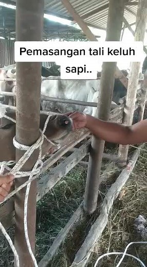 Pemasangan tali keluh sapi agar mudahkan panitia qurban saat pelaksanaan di hari H