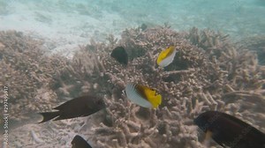 Threadfin Butterflyfish swim together over a coral reef in the clear waters of the Maldives.