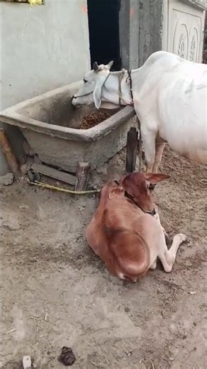 gay Pani ubalte hue 😲😅🤦 #cow #baffalo #cowlover #gaumata #indiancow #viral