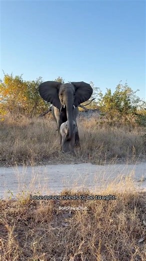 She may not speak our language...But her love needs no translation.#animal #mother #love #shorts