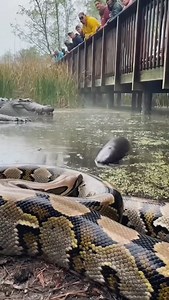 75 reactions | Python vs electril eel #wildlife #animal | Lalit Kumar | Facebook