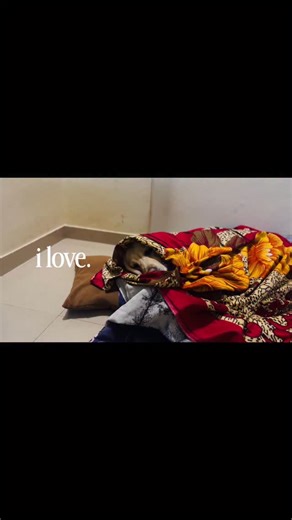 adityaacharyaa on Instagram: "my sweet little baby all cuddled up😭😭 (cute, pet, dog, doggo, sweet, wholesome, love, winter, dhurandhar, heartwarming, sister, cudde)"