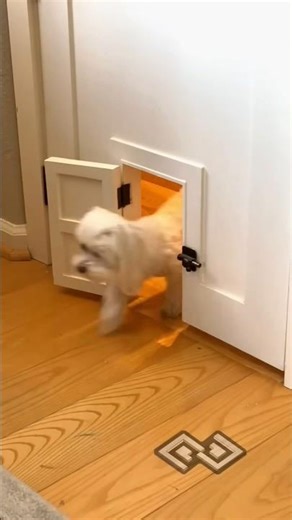 Re-sharing the Lego room doggie door because it's fun and cute #cute#cuteanimals #customdoor