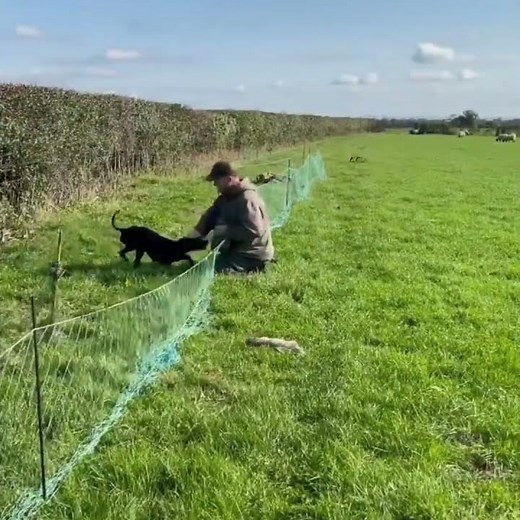 Catching rabbits using ferrets - Ferreting- rabbit hunting