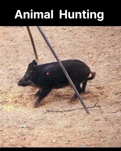 Wild Boar Hunt | Hog Hunting | Pig Hunting | Animal Hunting Video | Bear Hunting | Deer Hunting