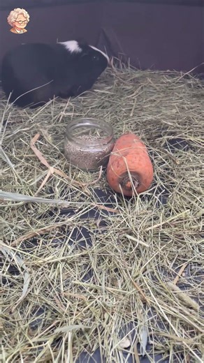 Guinea Pig and Chickens #shorts 3