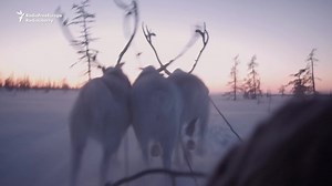 The Reindeer Herders