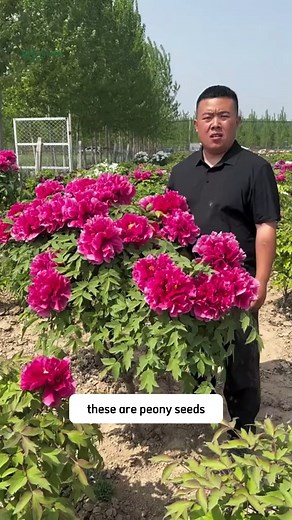 Royal Peony Seeds | SRK