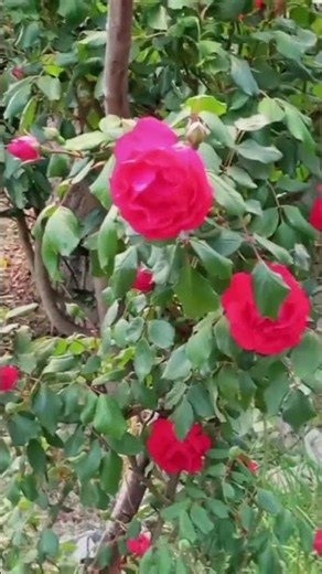 #garden red coler beautiful rose flower plant