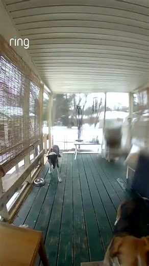 Wheeler's new favorite trick: ringing the doorbell with his nose! 🔔