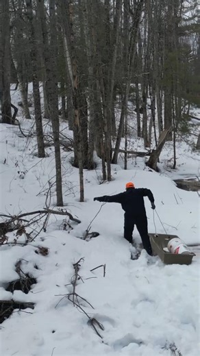 Walking Between Maple Taps