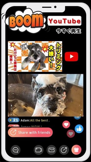 ココをタップ👆トリミング頑張ったレミオ🐾特別ご褒美タイム✨【ミニチュアシュナウザー】