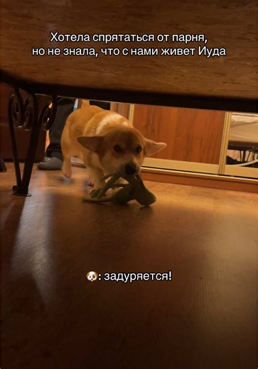 Video van Danny (@danny_lisenov) over dog