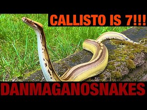 Enjoying our animals 15: Callisto's 7th birthday! Sideswipe Borneo short tail python