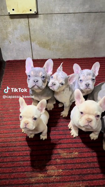 E gia innamorata 😜 #capasso_kennel #unnomeunagaranzia #frenchbulldogsoftiktok