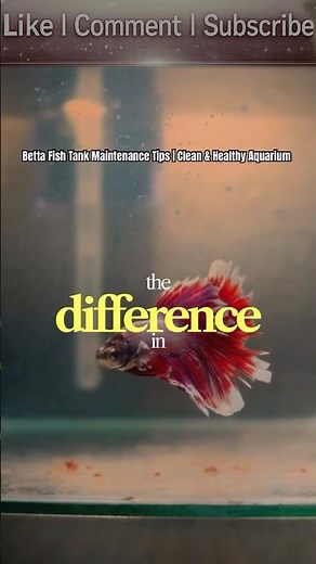 Betta Fish Tank Maintenance Tips | Clean & Healthy Aquarium #aquarium #fishtank #shorts #viral #fyp