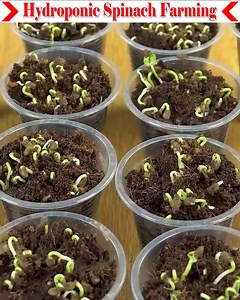 84K views · 874 reactions | Grow spinach hydroponically in just 7 days. It's incredible, but it's true. This video shows the details. However, no hydroponic solution has been used. Only fresh water and aloe vera have been used. Cocopeat and organic fertilizer have been used for sowing the seeds. So let's watch the full video. | Small Vegetable Garden | Facebook