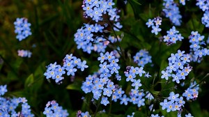 Flower, Forget Me Not, Spring