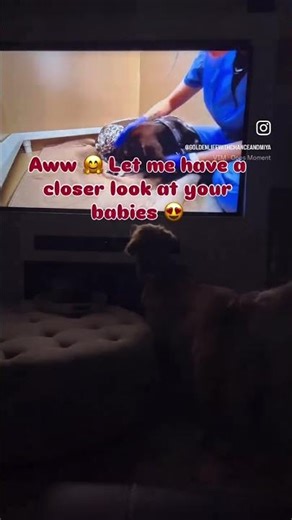 My Golden Retriever Watched Dogs Giving Birth Before Having Her Own Puppies 😂 #goldenretriever