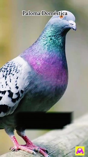 Características de la Paloma Doméstica en México