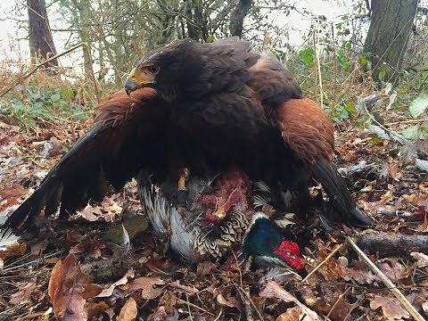 Harris' Hawks Hunting Pheasant and Duck