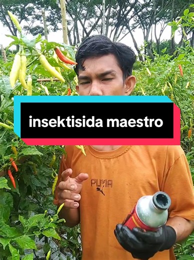 Pengendalian Hama Lalat Buah dengan Insektisida Maestro