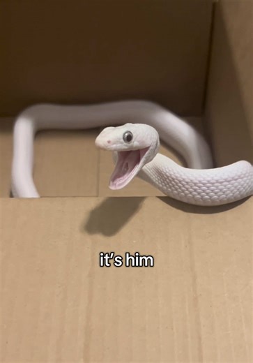 whenever I tell people I have a snake who is a little crazy they always assume it’s my biggest snake. it’s not ❤️ #animals #pets #reptiles #snakes #silly