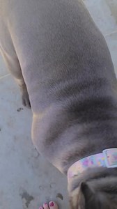 47K views · 927 reactions | They say the evil runs deep with this heifer...... Mud covered evil. | Pickles | Facebook