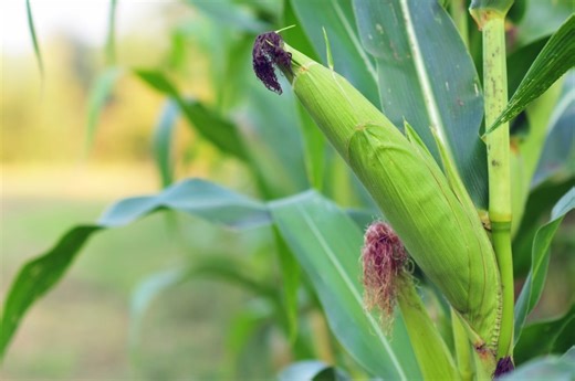 'Corn sweat' will make this week's heat wave feel even worse