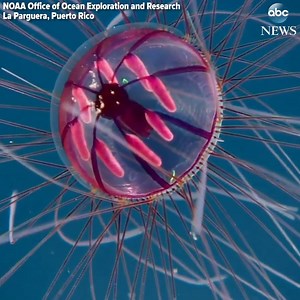 234K views · 1.5K reactions | “It’s like a deep-sea firework”:...