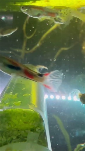 Best aquarium cleaning crew -shrimp