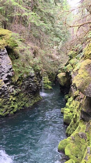 The North Umpqua #River flows through a crevice of basalt before falling at #Toketee #hiking #oregon