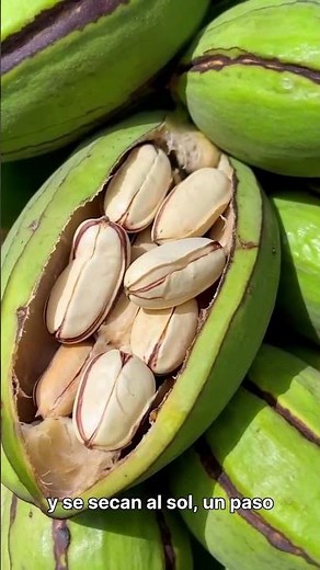 Cacao Growth: From Seed to Tree — How Chocolate Is Born