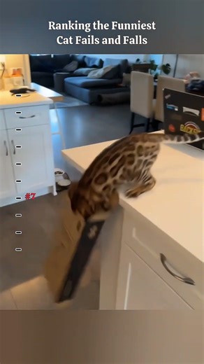 Ranking the Funniest Cat Fails and Falls #cats #funny 🤣🐈