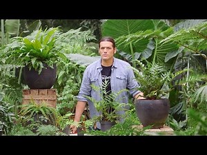 Cyrtomium falcatum fern or holly fern - Bricomania