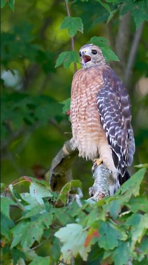 The Call of a Hawk #hawk #nature