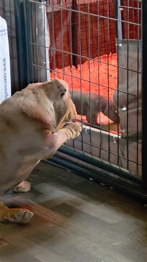 6.4K views · 160 reactions | Sneaky little individual. She enjoys her small nuggets  | Great Danes Of Flat Rock | Facebook