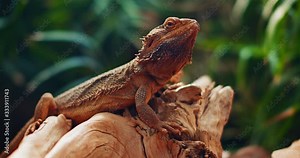 Bearded dragon, also known as Pogona, sitting on a tree branch. This reptile living in Australia in the desert wildlife. Green background. CLOSE UP, SLOW MOTION, SHALLOW DOF. B-roll. BMPCC 4K