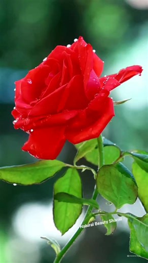 3.7K views · 170 reactions | Natural Beauty Shaniii | Natural Beauty | Facebook