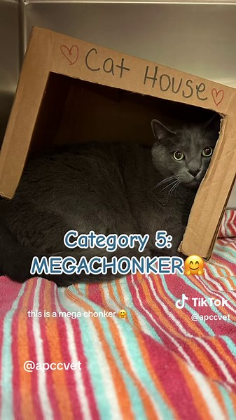 Replying to @user6407007256229 is your cat a fine boi, a he chomnk, ...