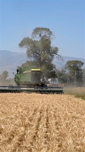 Best Combine Harvester in Action 🚜🌾 #shorts