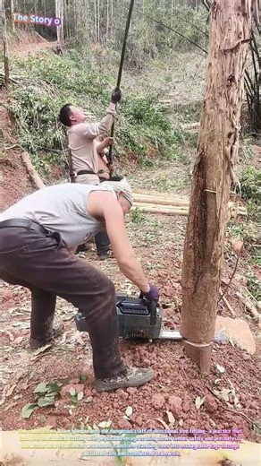 Satisfying Lumberjack Skills: Watch a Chainsaw Team Fell a Tree with Perfect Control! 🌲⚡↓