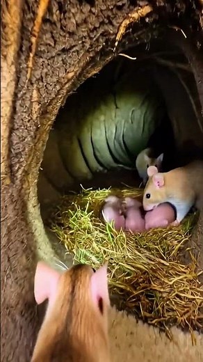 “POV Micro Camera Journey: Inside a Field Mouse Colony | Ultra-Realistic Scientific Footage”